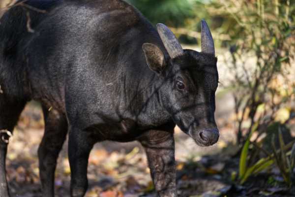 Anoa
