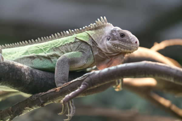 Antilliaanse leguaan