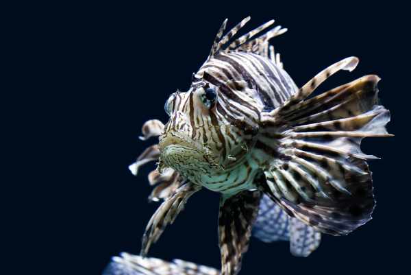 Aquarium