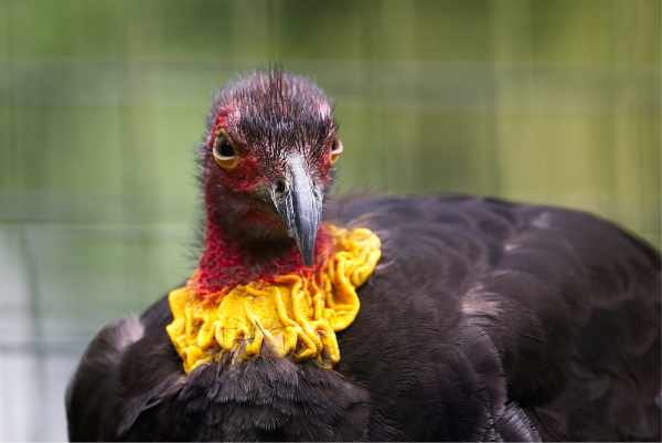 Australische boshoen