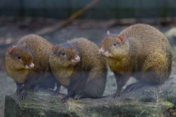 Azara’s agouti