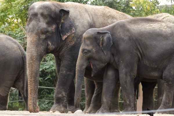 Aziatische Olifant