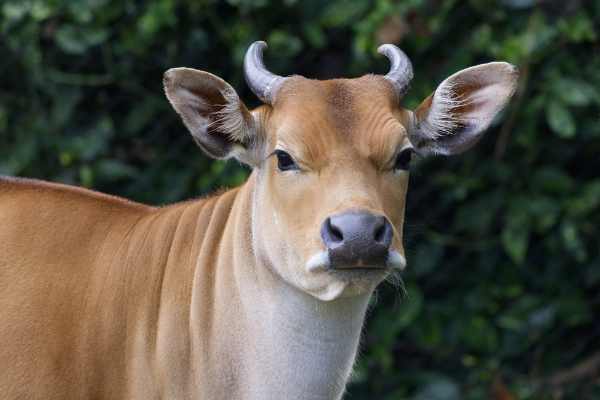 Banteng