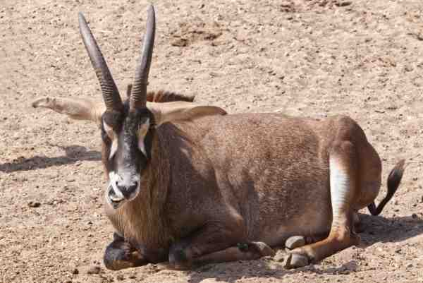 Basterdgemsbok