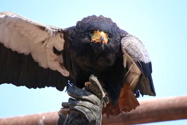 Bateleur