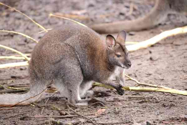 Bennett wallaby