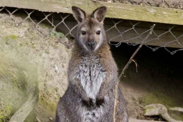 Bennett wallaby