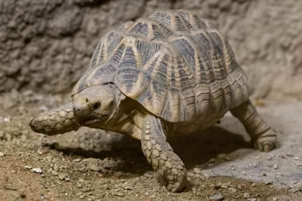 Birmaanse sterschildpad