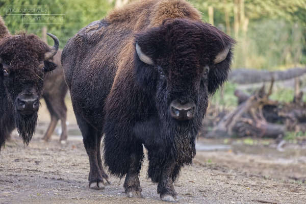 Bison