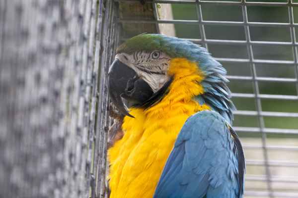 Blauw-gele ara