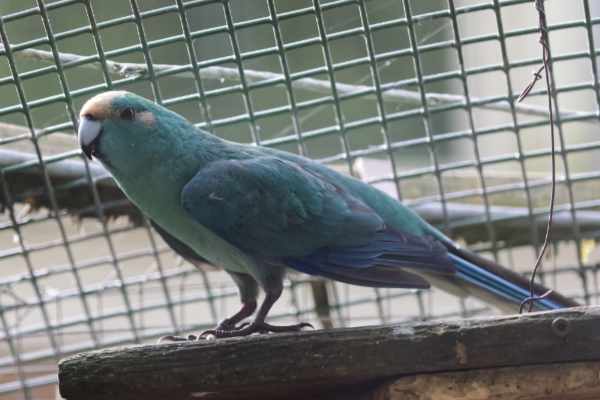 Kakariki