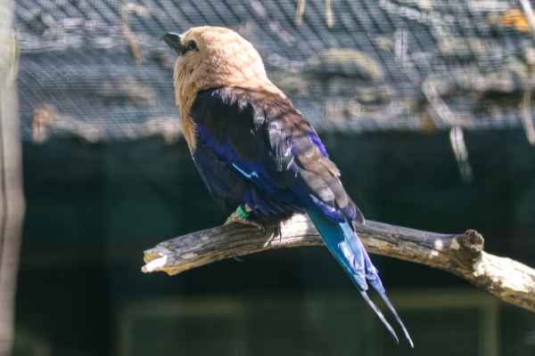 Blauwbuikscharrelaar