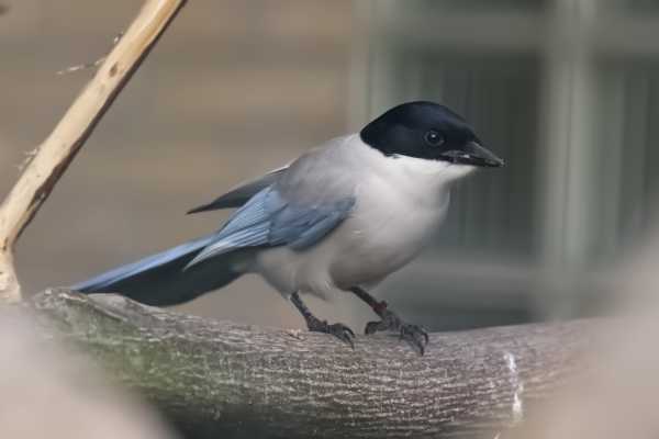 Blauwe ekster