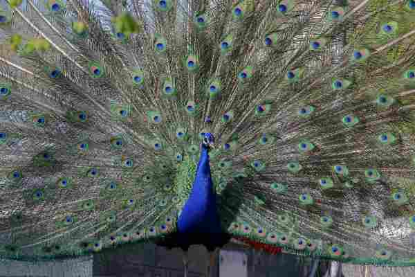 Blauwe pauw