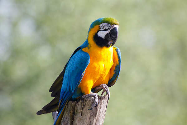 Blauw-gele ara