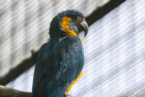Blauwkeelara