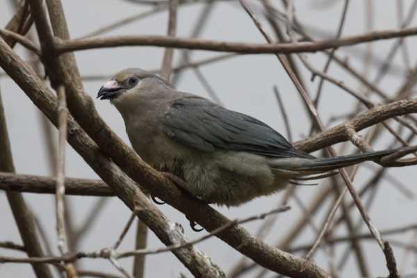 Blauwnekmuisvogel