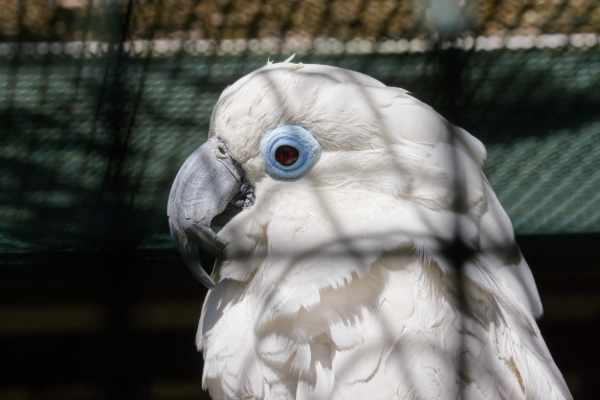Blauwoogkaketoe