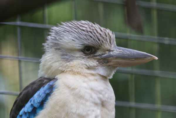 Blauw vl.kookaburra