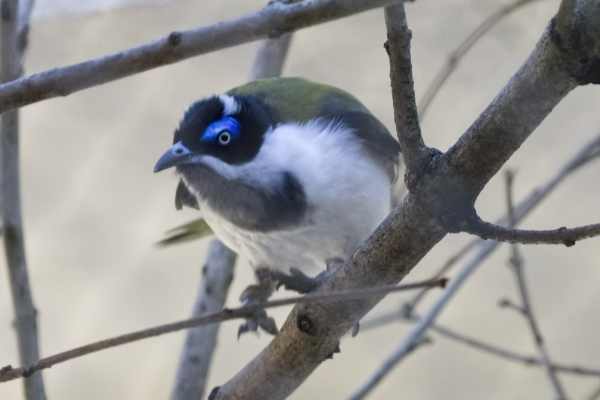 Blauwwanghoningeter