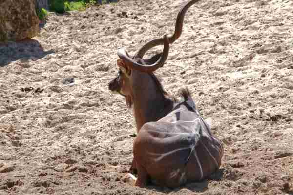 Blesbok