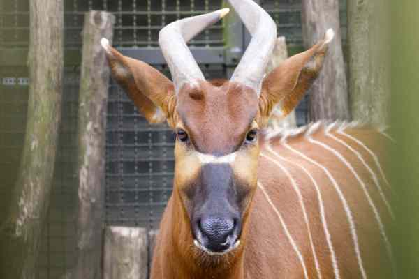 Bongo