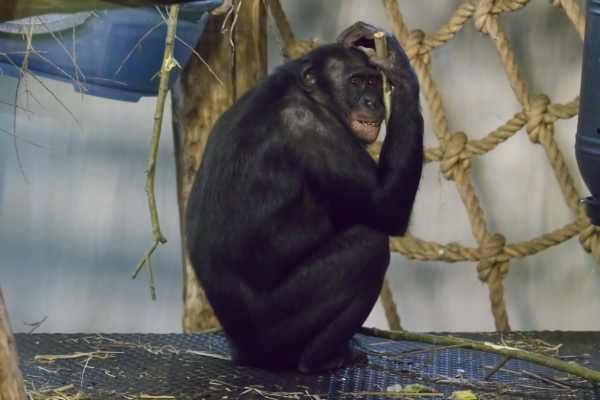 Bonobo