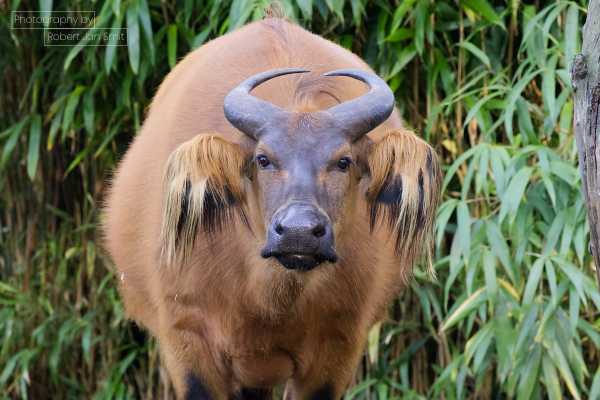 Bosbuffel