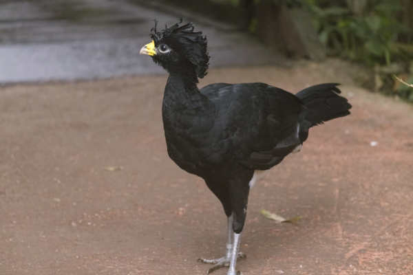 Bruine Hokko