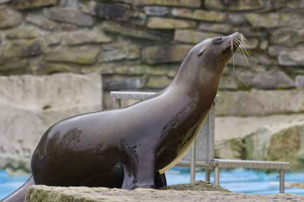 Californische zeeleeuw