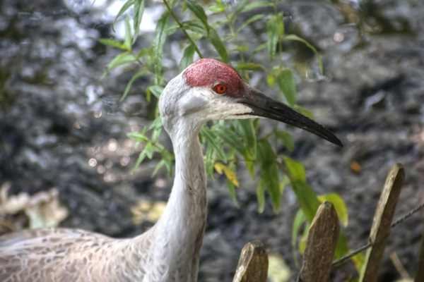 Canadese kraanvogel