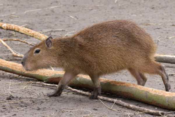 Capibara