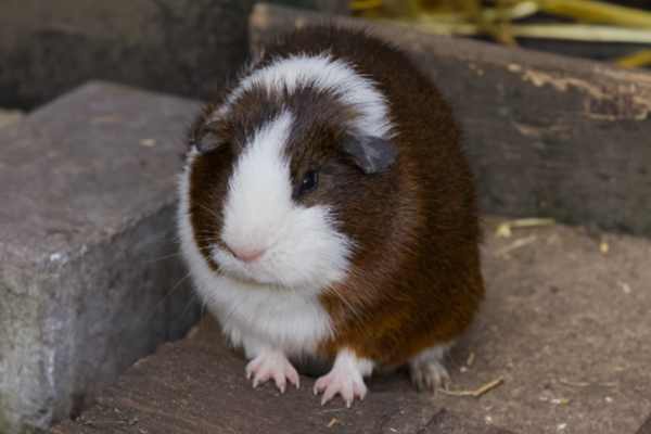 Cavia