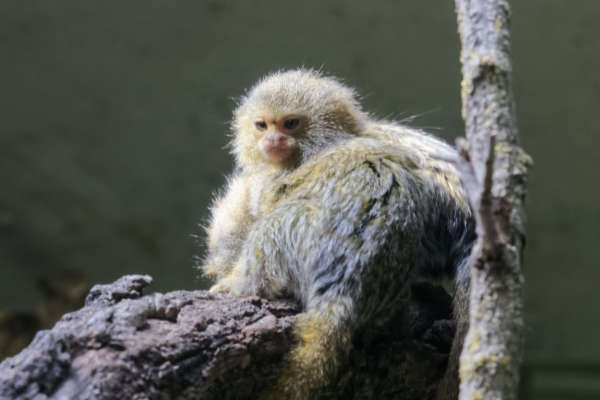 Oostelijke dwergzijdeaap