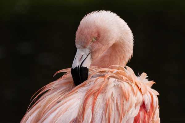 Chileense flamingo
