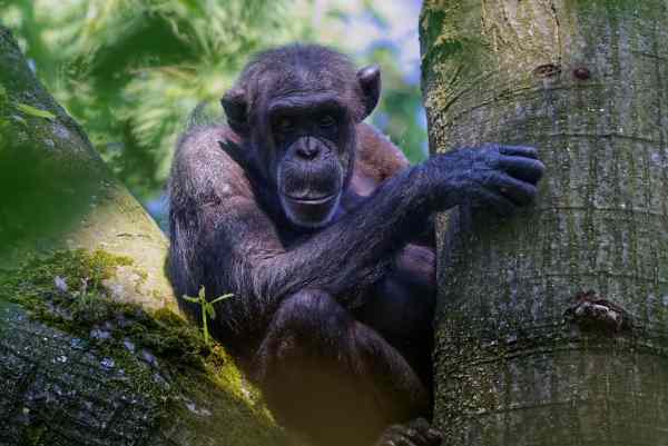 Chimpansee