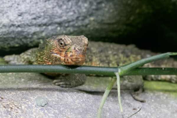 Ch. krokodilstaart