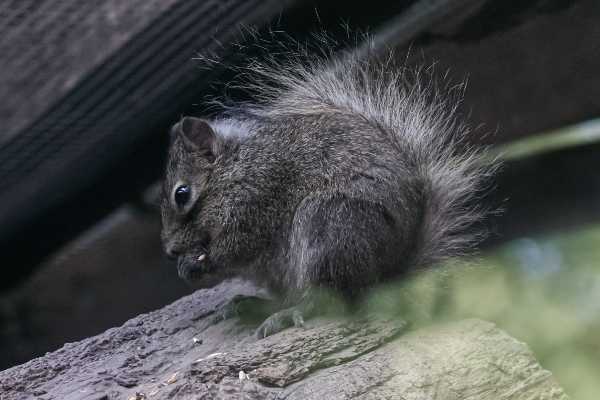 Chinese rotseekhoorn