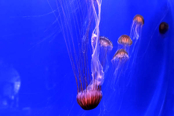 Chrysaora melanaster