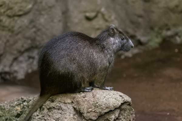 Cubaanse Hutia