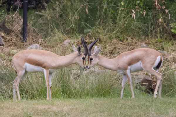 Dorcasgazelle
