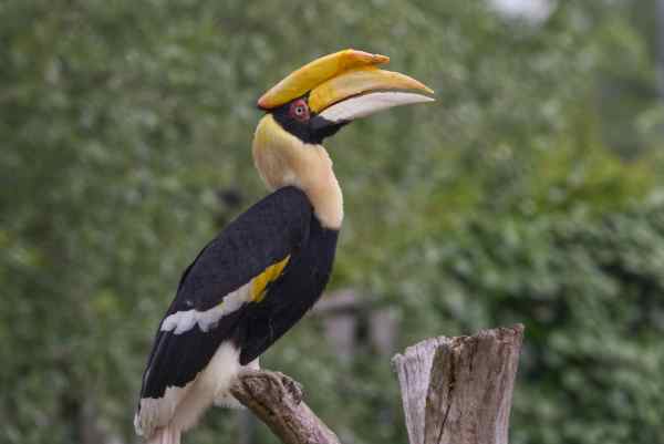 DB.neushoornvogel