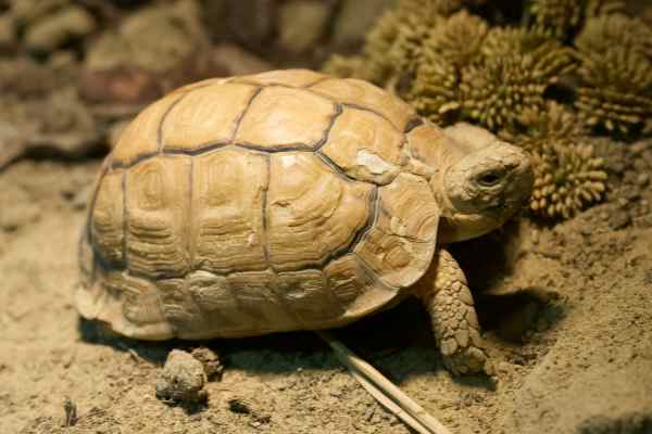Eg. landschildpad