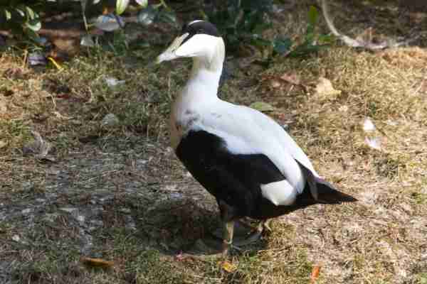 Eider