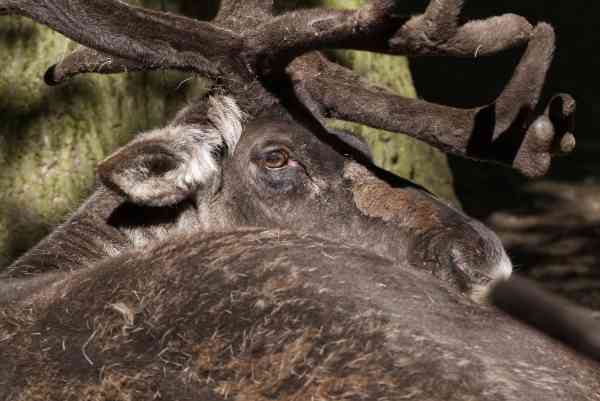 Eland