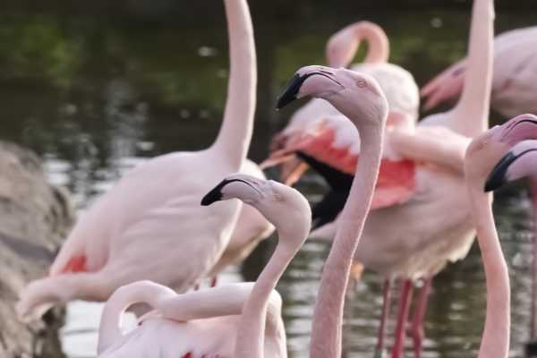 Europese flamingo