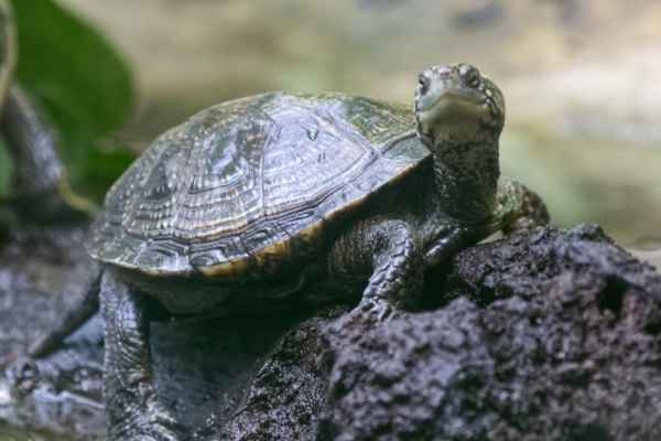 Eu. moerasschildpad