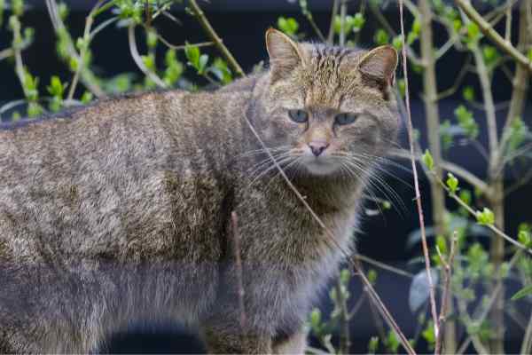Europese Wilde Kat