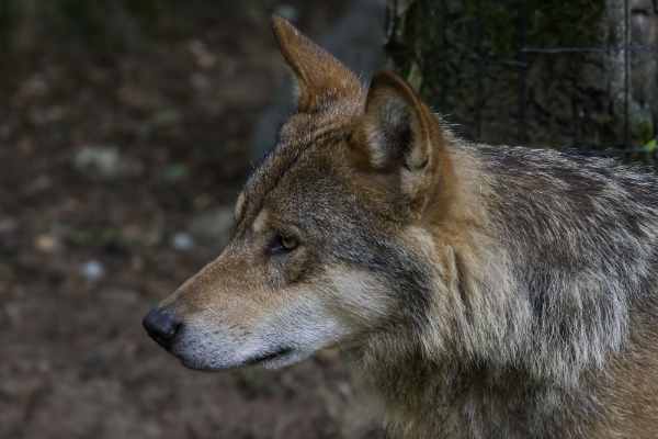 Europese Wolf
