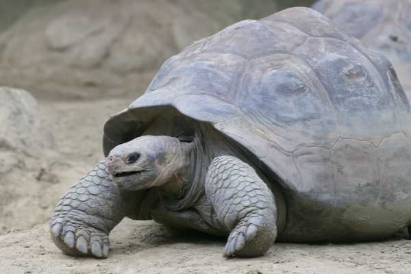 Galapagosschildpad